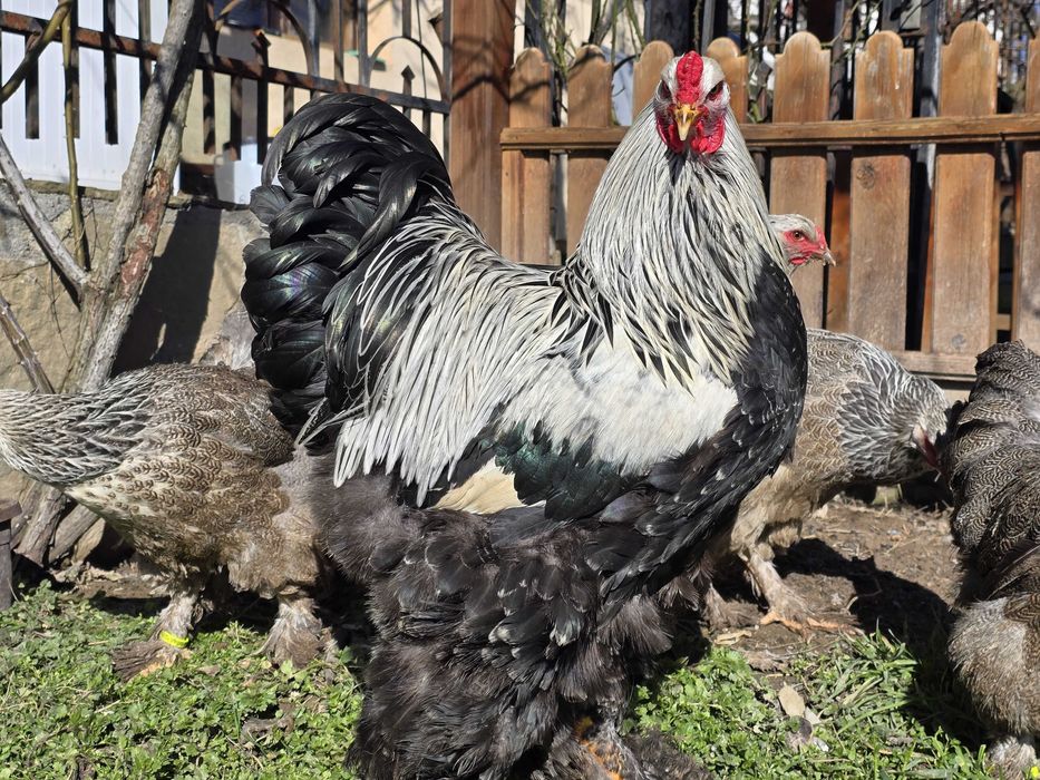 ЕЛИТНИ БРАМИ – Редки цветове от СЕЛЕКТИРАНИ линии