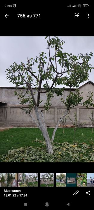 Sadovnik bogʻbon xizmati