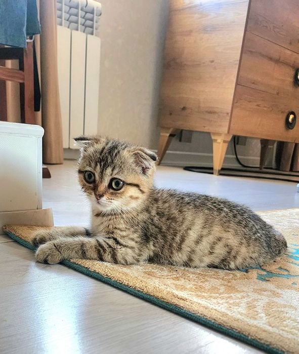 Шиншила кошка продам