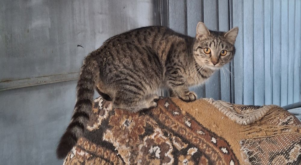 Помогите пожалуйста  подкидыши кошек