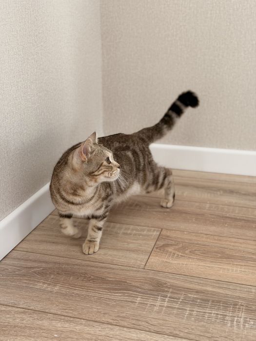 Кошка кистокровная британка