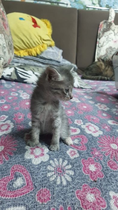 Катенок в добрые руки