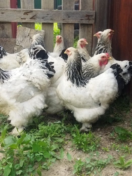 Продам куры домашние