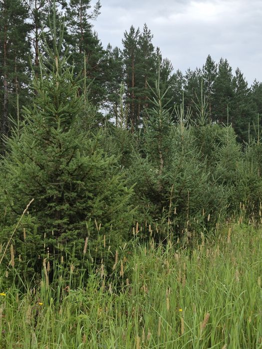 Питомник от ДЕДА предлогаеь: посадочный  материал. Ель сибирская