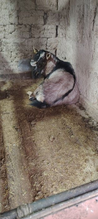 асыл тұқымды альпииски теке