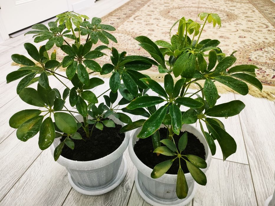 Комнатные растение, доставка