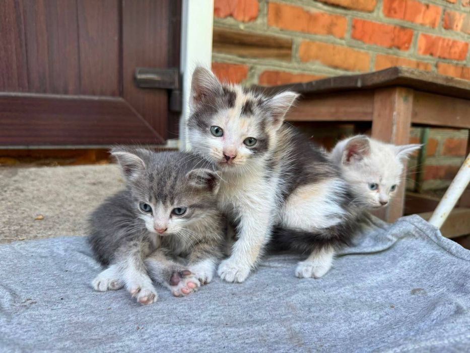 милые котята ищут дом