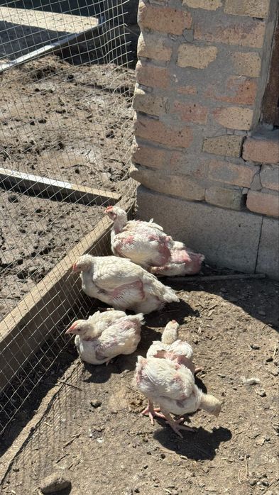 Бройлеры подросшие кобб 500