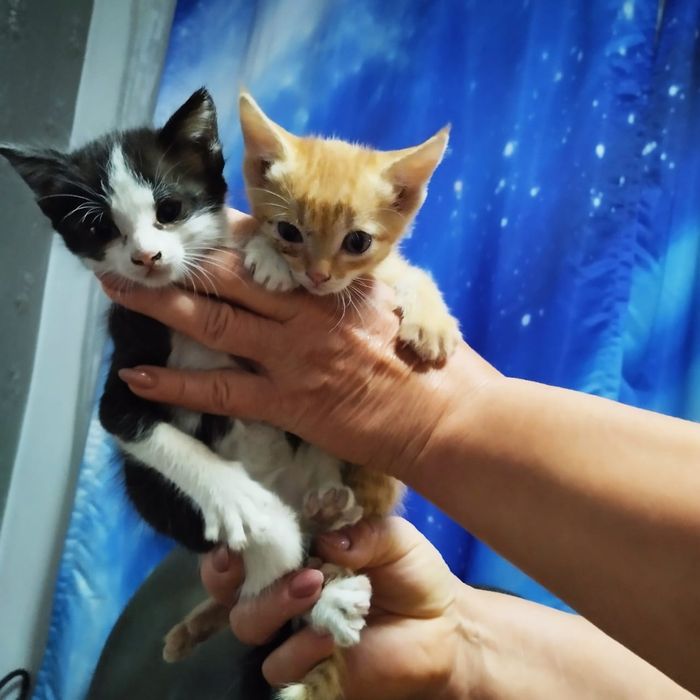 Отдам котят в хорошие руки