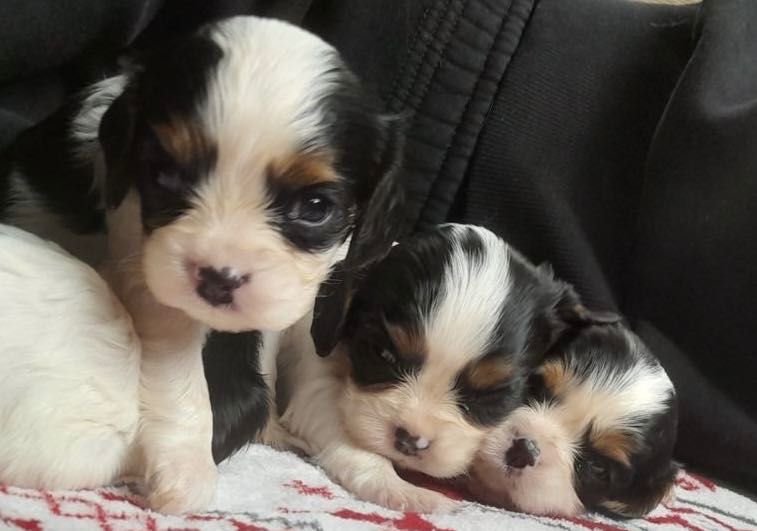 Бебета кавалерчета