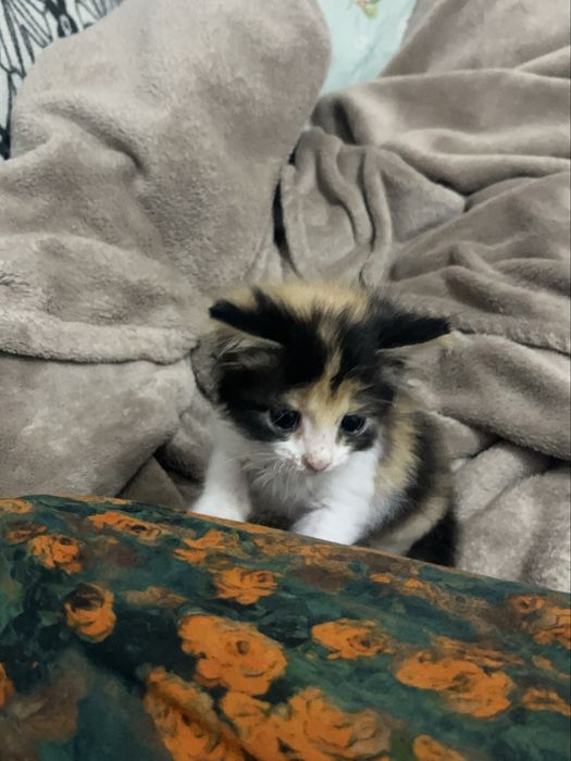 Отдам котенка в добрые руки девочка