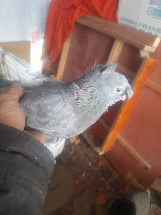 Голуби сизые пара