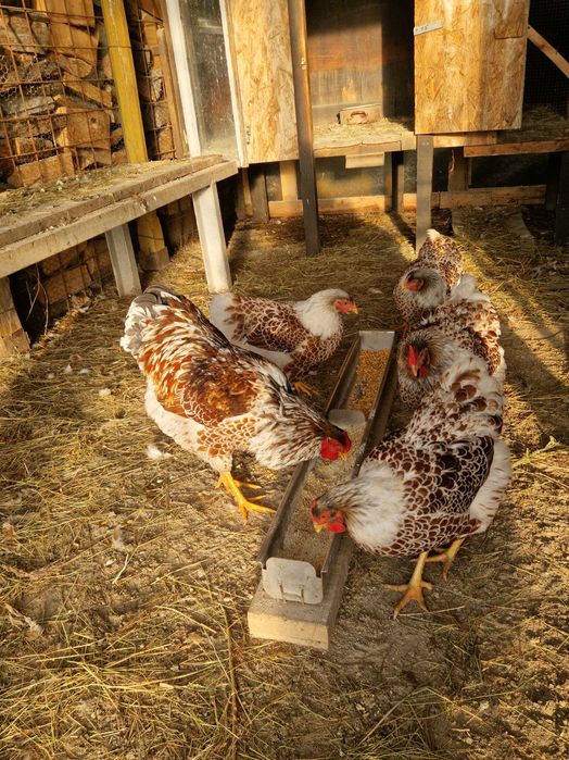 Oua de incubat găina