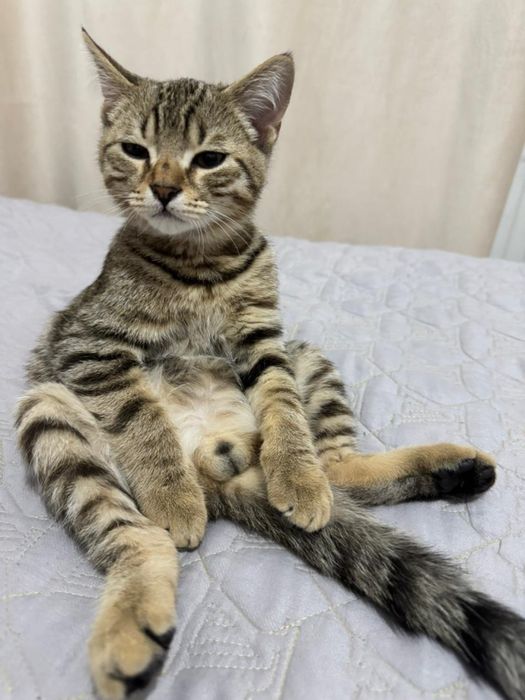 котик 5 месяцев.