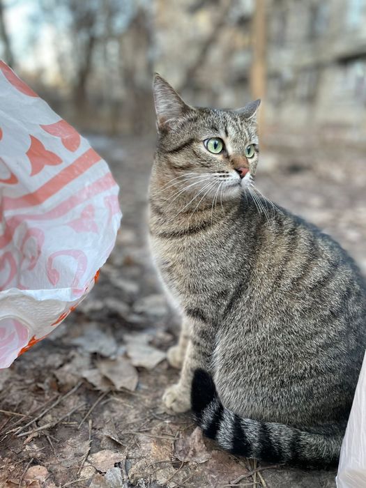 Отдадим кошку в любящий дом