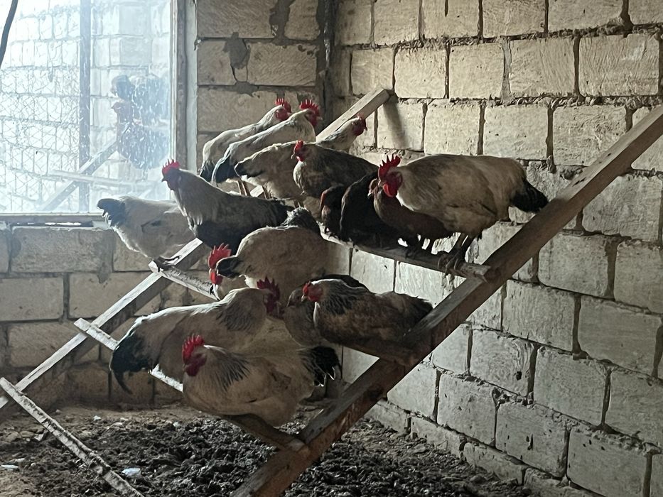 Әтештер сатылады