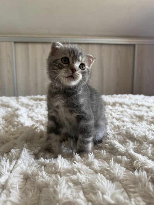 Puiut Scottish fold