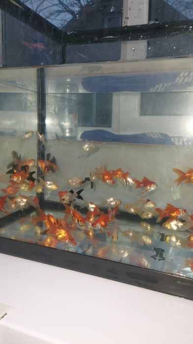 Pui carași diferite culori