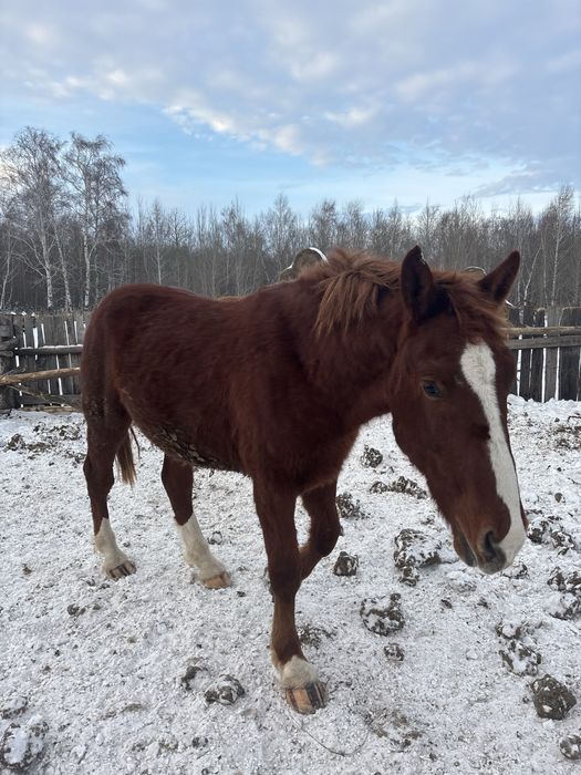 Срочно продам лошадей с откорма