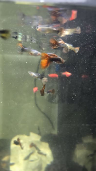 Аквариум с рыбками