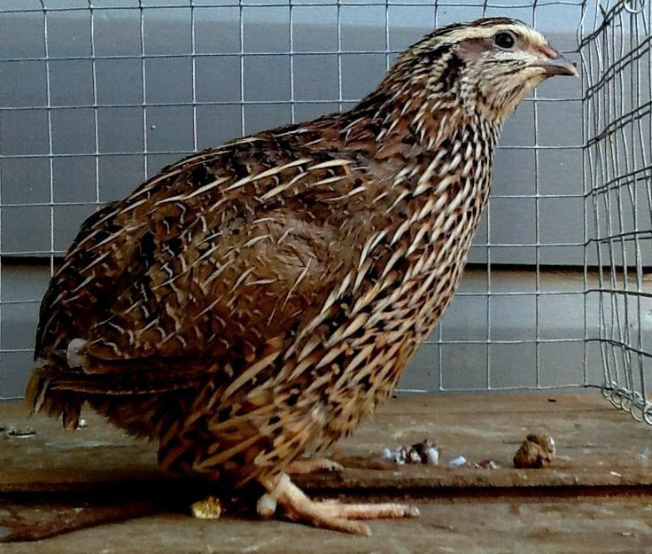 Перепелиное мясо(куропатка)