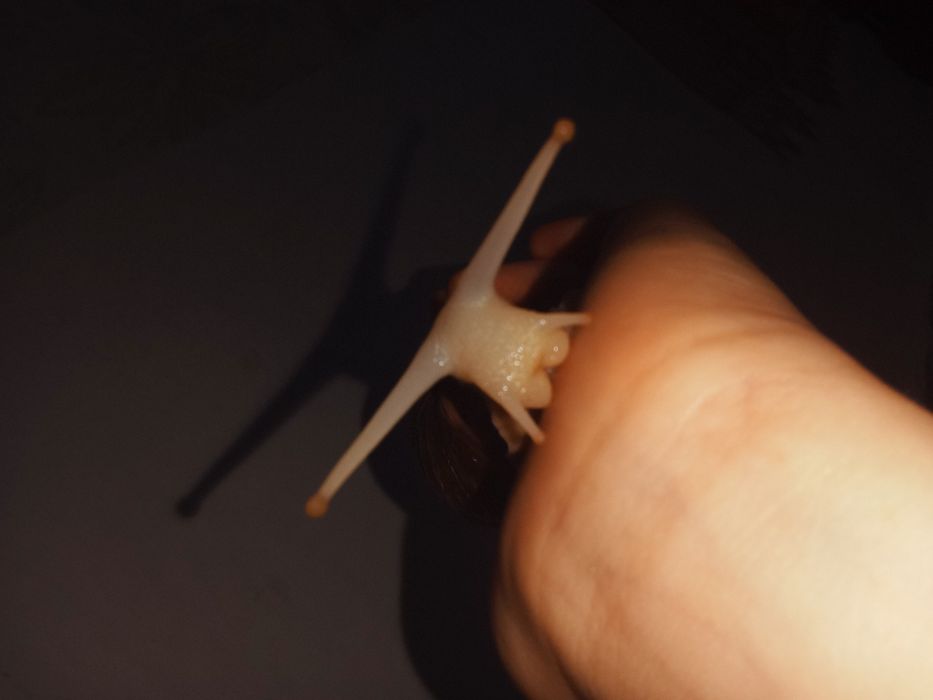 Обмен  улиток ахатин