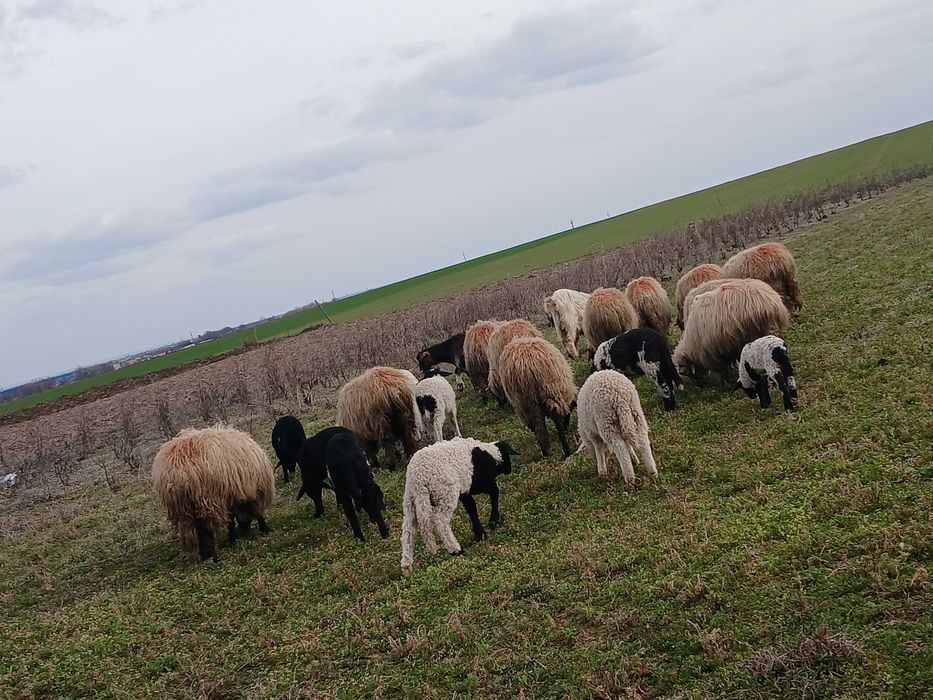 Oi de vanzare cu miei