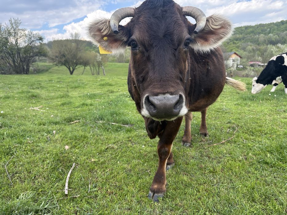 De vanzare ………..