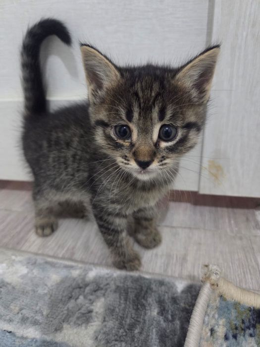 Кошка  котята в добрые руки