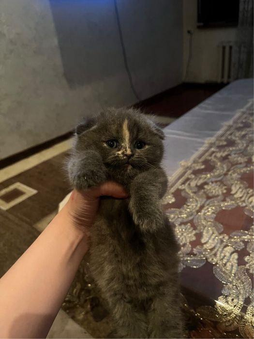 Продаются котята в ответственые и заботливые руки