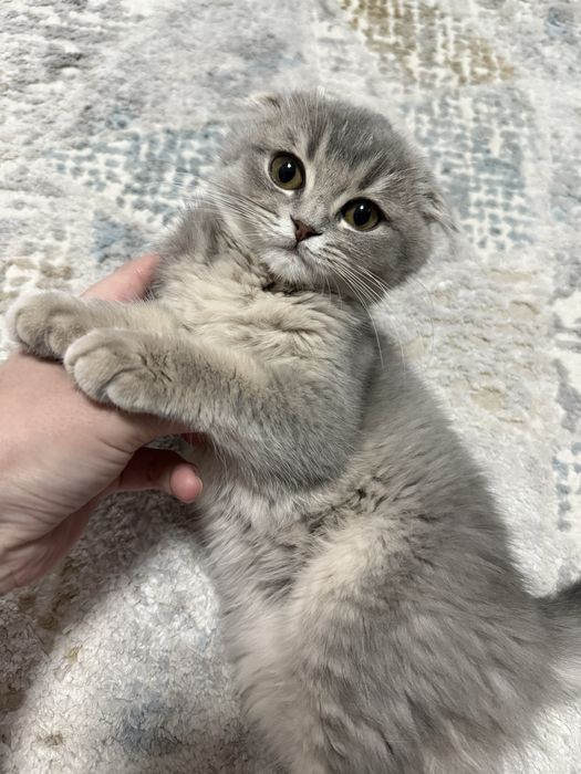 Срочно !!!Скоттиш фолд сотилади