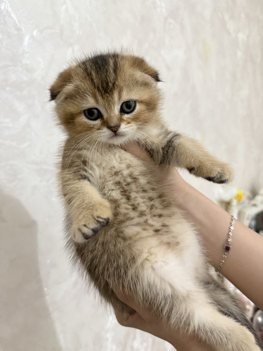 продаются шиншилы