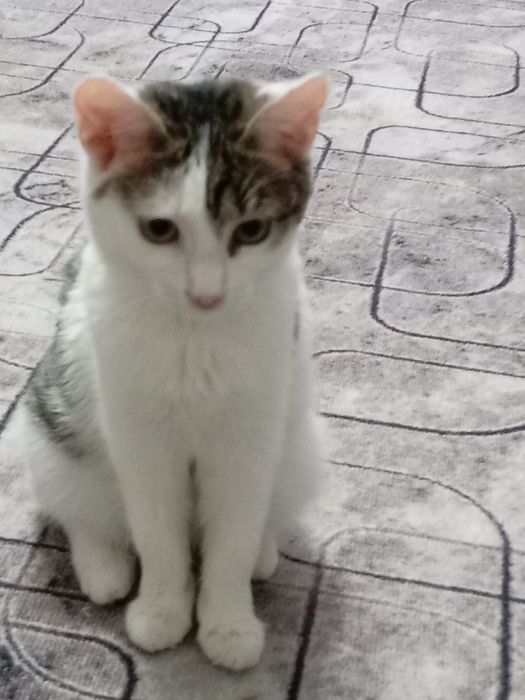 Отдам молодую кошечку в добрые руки