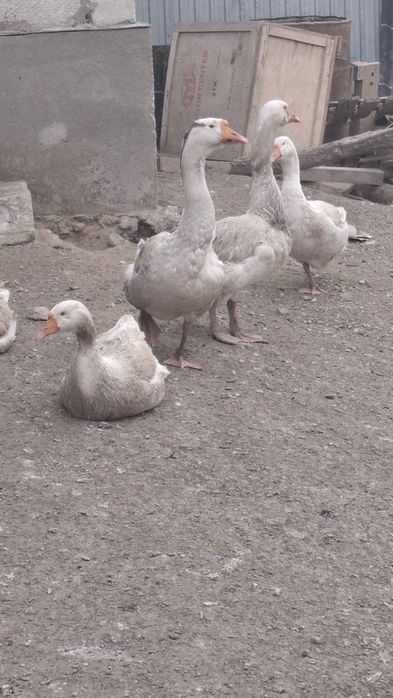 Гуси.4 гусыни и 2 гусака.Им 10 месяцев.Несут яйца.