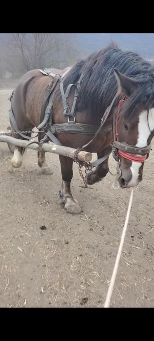 Vand sau schimb iapă