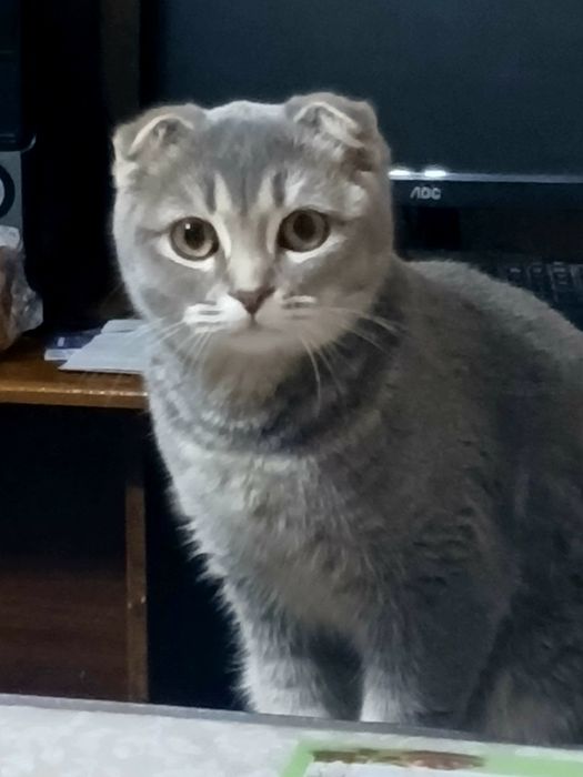 Продаеться умная кошечка