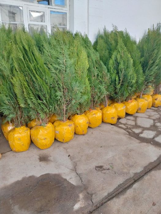 Саженцы көшет всех видов