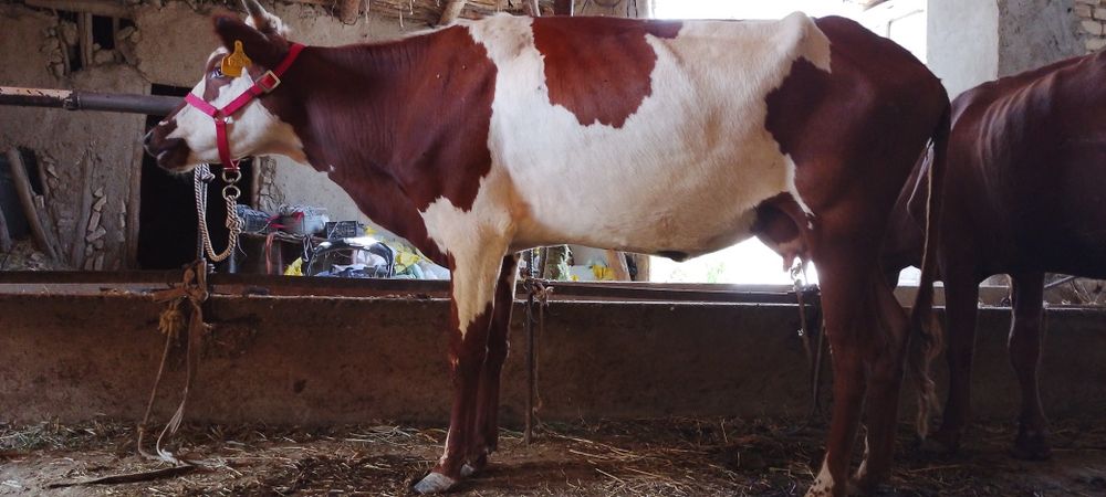 Ona bola sigir sotiladi kafolati bilan