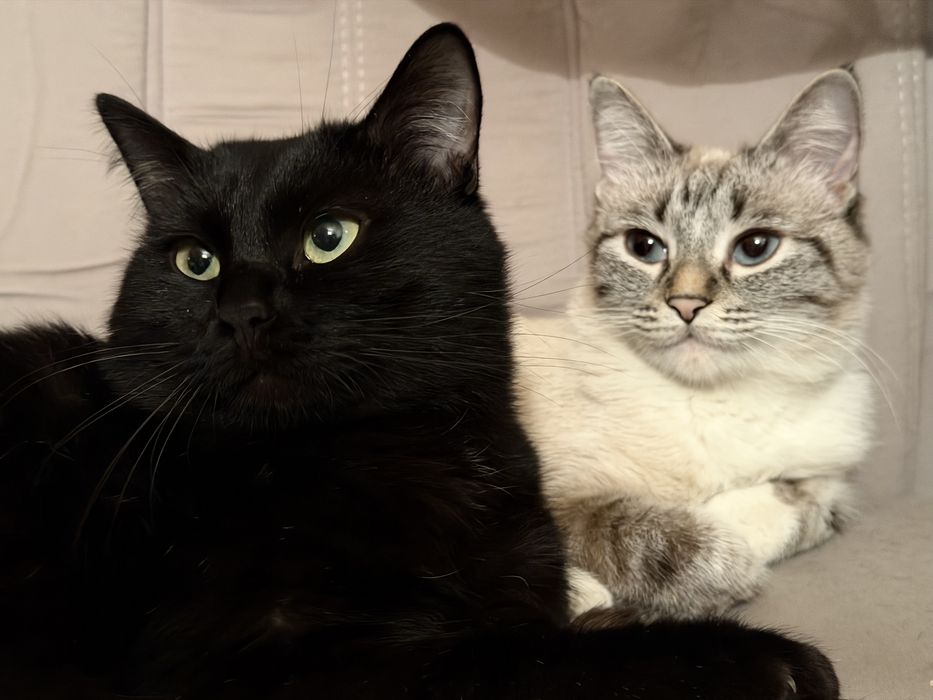 Отдадим в самые добрые и ответственные руки