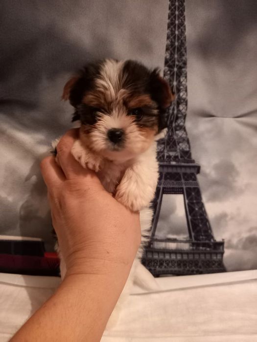 Продам щенков Бивер йорк