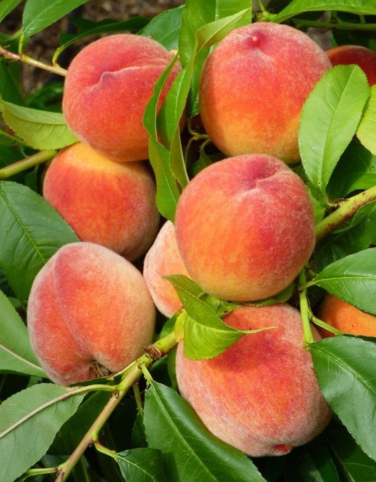 Pomi Fructiferi Columnari (Piersic )