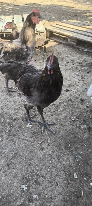 Cocosi austrolorp de vanzare