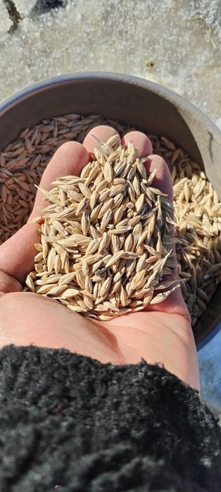 Арпа тоза копланган 1,5тонна