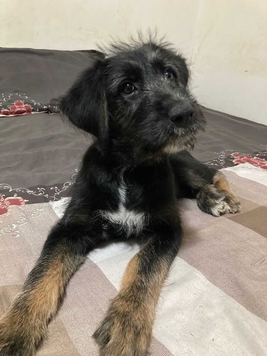 Donez Caine ciobanesc mioritic