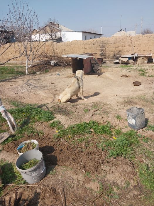 Ит сатылады. 3 жыл болган