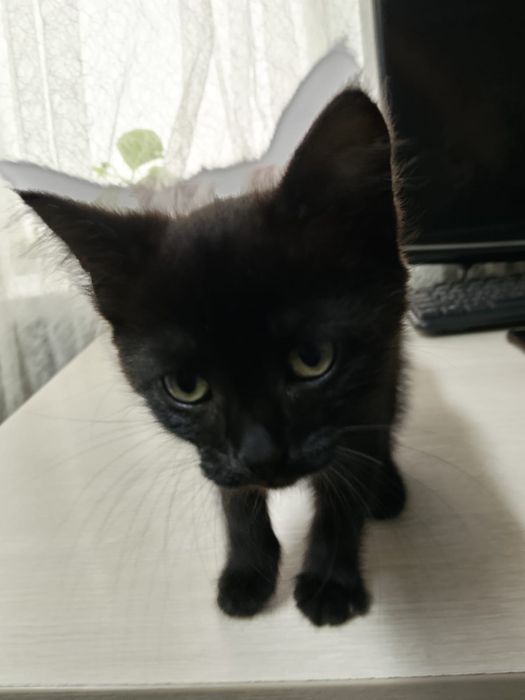 Продам  полу британских котят