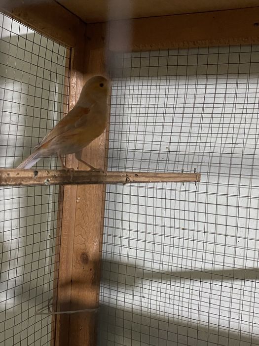 Продам канарейку