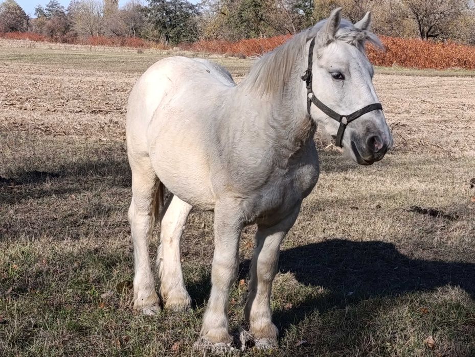 Vand manz 1 an si 6 luni