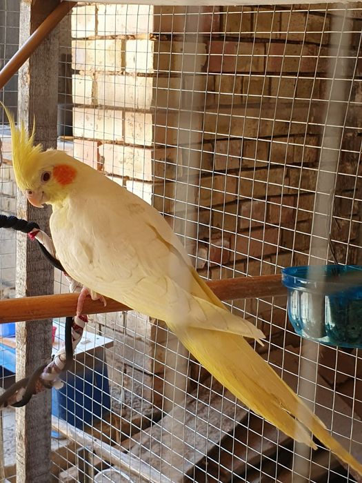 Limon korellalar sotiladi