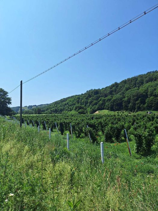 Plantația de Mure Bio Gârbou